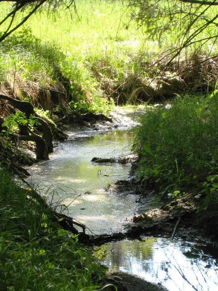 Die Quelle in einem Wald oberhalb von Margarethen